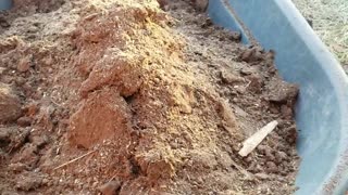 Composting with Chicken manure