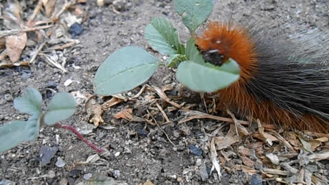 The caterpillar eats the leaf