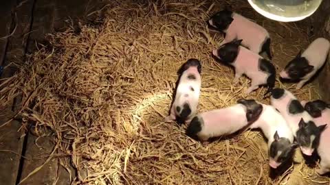 Mother Pig and her eight children