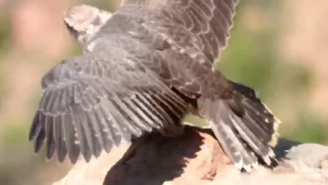 Falcon baby learns to fly