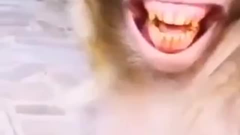 Monkey laughs
