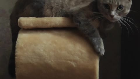 Cute Cat Funny Movement..