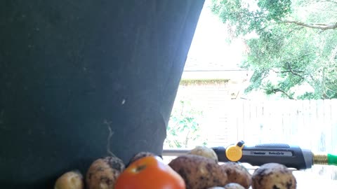 Garden-Potato-Harvest_7-15