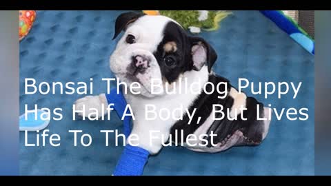 Bonsai The Bulldog Puppy Has Half A Body But Lives Life To The Fullest