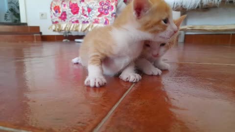 gatinhos bebés