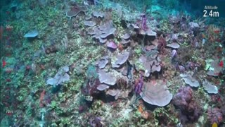 Scientists discover reef taller than Empire State Building in Australia's Great Barrier Reef