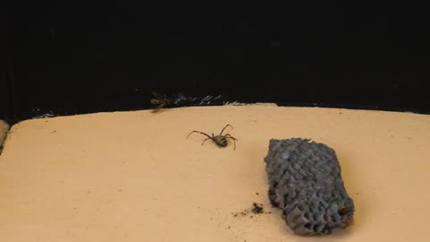 THE BRUTAL BATTLE OF THE WASP SPIDER AND WASPS FROM THE WASP NEST! [Live feeding!]-17