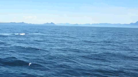 Blue Whale blowing 100 meter from the boat - Baja California -