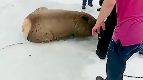 Wyoming Residents Rescue Several Elk Trapped in Ice