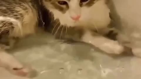 Ever seen cat playing in water 🥰😍