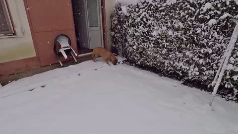 Boxer dog goes nuts when discovers snow for the first time