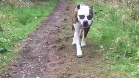 This dog rocks the sunglasses look