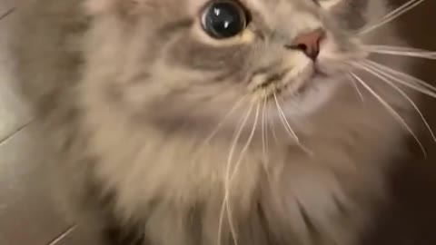 Funny cat videos.