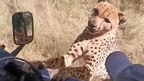 Cheeta too close