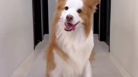 Funny and Smart Dog