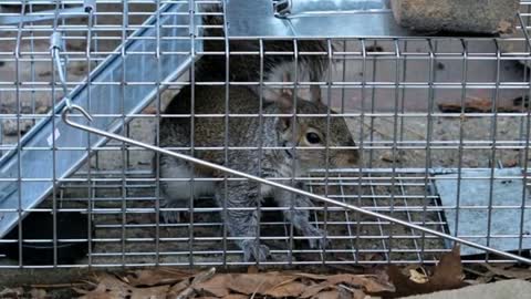 Animoval - Best Squirrel Removal in West Los Angeles