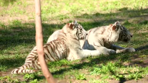 White tiger fledglings playing in the grass