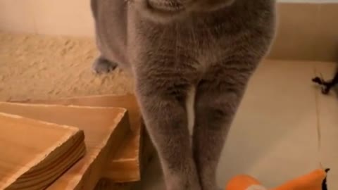 Fanny animal video 2022😅my cat my sings