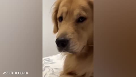 Funny Dog Videos Are The Cure For A Boring Life😂Funny Dog Ever!