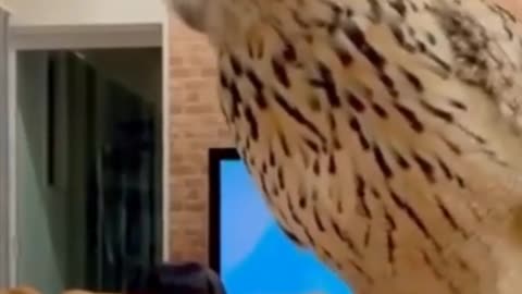 Funny owl is playing with owner | Funny video clip
