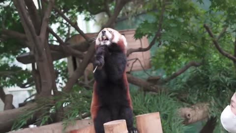 Cute and Funny Moments with 🥰 Red Panda Compilation : 12 Interesting Facts about Red Panda