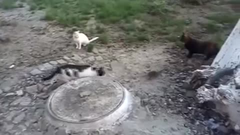 Watch Brave Rat threatens Cats