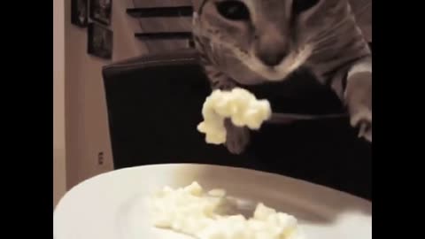 Funny cat clips in just 30 sec