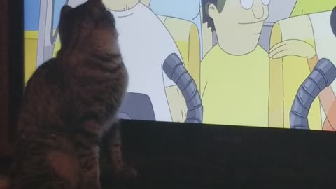 The cat who loves to watch Bob's Burgers