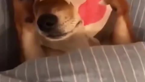 Funny Dog cute dog wearing face mask