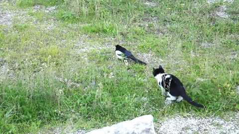 A cat tries to catch a magpie, but ....