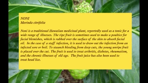 Tropical medicinal properties fruit Noni
