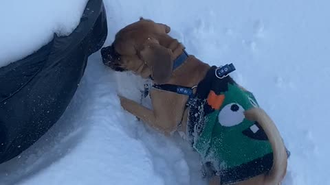 Puggles first time in the snow and runs into the firepit