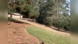 Cheerful dog playing with a ball