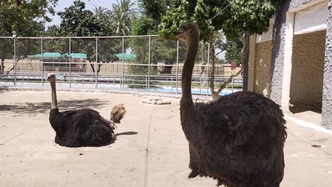 Ostriches Vegetables Time