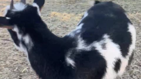 H5 Ranch Chronicles: Tulip the Talking Goat's Back Pasture Walk