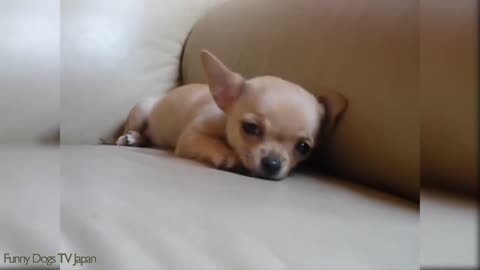 Chihuahua video cute funny pets barking