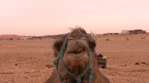 camel talk