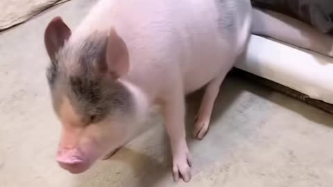 Cute baby pig #pig #babypig #piggy
