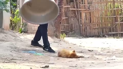Funny Animale video