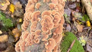 TURKEY TAIL MUSHROOM TRAMETES VERSICOLOR