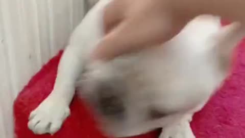 little bulldog doesn't like to be touch.mp4