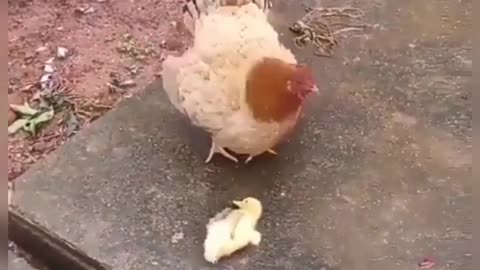 A hen teaching her chicks to be self-sufficient.