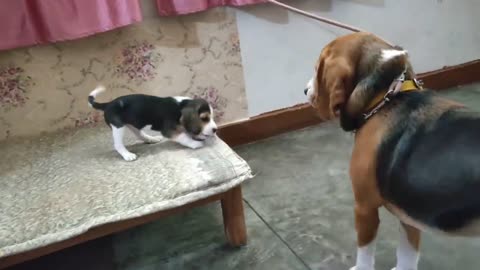 The dog fight