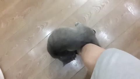 The cute cat loves his owner very much