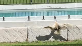 Startled Ibis Slams Into Pool Fence
