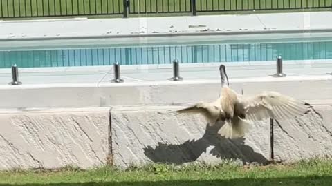 Startled Ibis Slams Into Pool Fence
