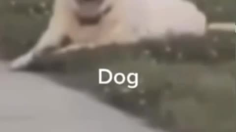 Dog 🐕🐶