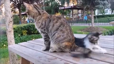 Mama Cat's Reaction to her kitten, When Kitten biting her tail