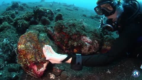 amazing underwater macro videography