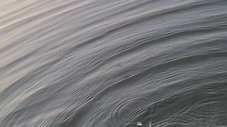 Fisherman Hand Feeds Snake from Kayak